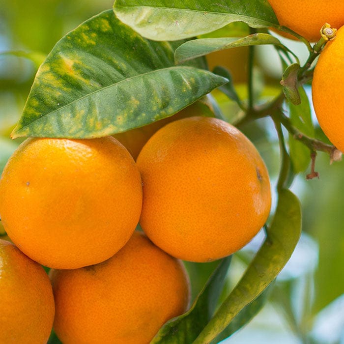mandarin-700x700_01b2903f-f5a3-4328-87ce-45253d65093a.jpg