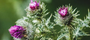 milk-thistle-2238x1000.jpg