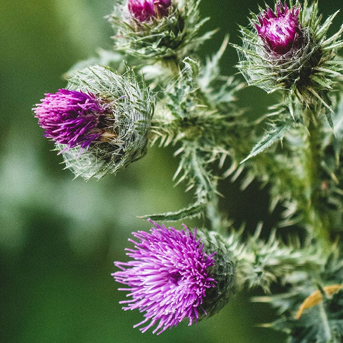 milk-thistle-700x700.jpg
