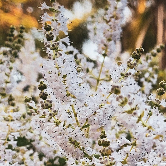 香水(女性用) NEAL'S YARD REMEDIES Pure Essence No.1 Neal's Yard Remedies Pure Essence Eau de Parfum No.1