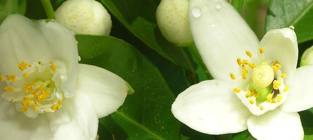 neroli-2238x1000_f5b7953b-f517-405c-aee9-fa81014ef3e5.jpg