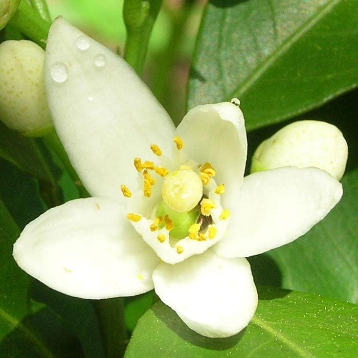 香水(女性用) NEAL'S YARD REMEDIES Pure Essence No.1 Neal's Yard Remedies Pure Essence Eau de Parfum No.1