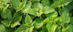 nettle-leaf-extract-2238x1000.jpg
