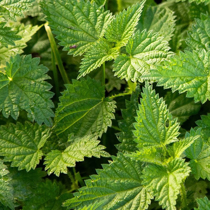 nettle-leaf-extract-700x700.jpg