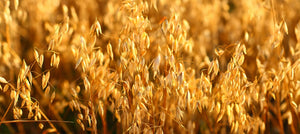 oat-oil-2238x1000_c5c47ca4-caff-4901-8ad1-5f617e81c657.jpg