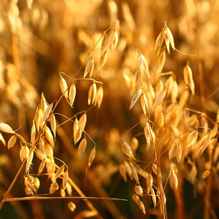 oat-oil-700x700_0f8bd7f7-6d21-4b9c-862d-25d48fef41b3.jpg