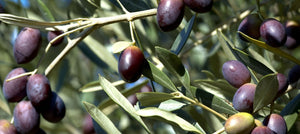 olive-2238x1000_1e84d0e1-ef66-4a8e-805f-e8b55f8cbb55.jpg