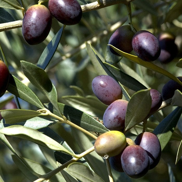 olive-700x700_3ce8cd5a-bf66-47d9-82a2-3e7167317ad8.jpg