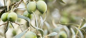 olive-fruit-oil-2238x1000.jpg