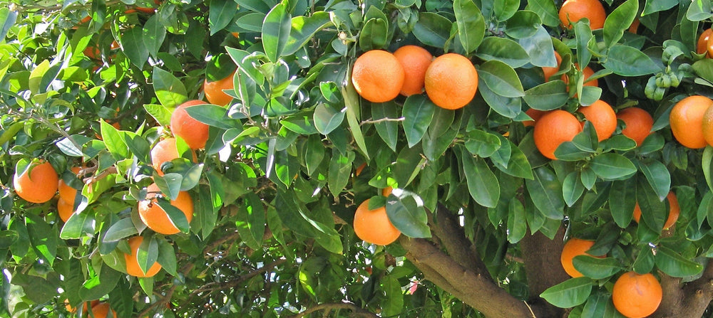 orange-2238x1000_b0514947-ab77-416d-9a31-f4b04d38cc4f.jpg