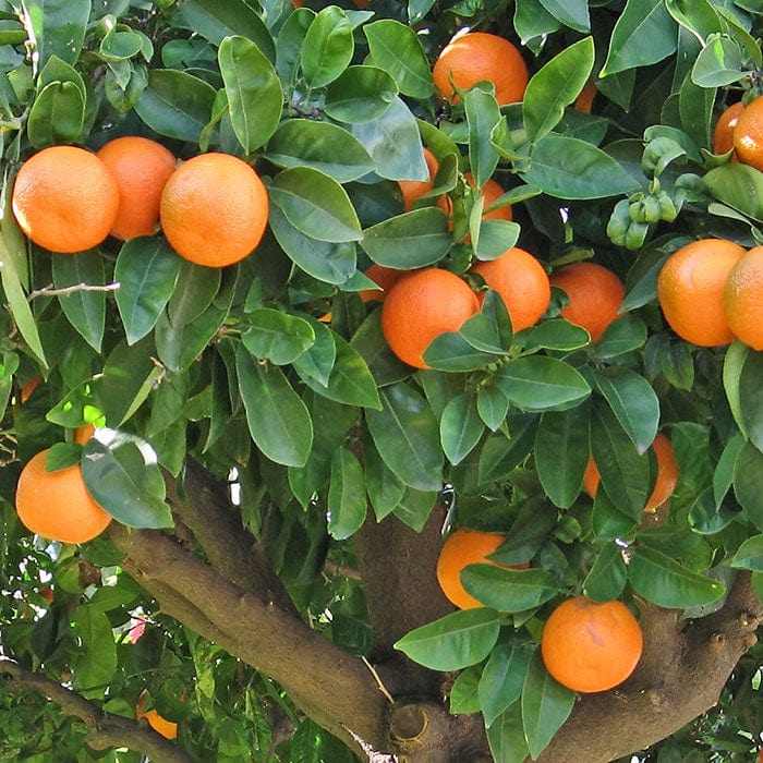 orange-700x700_5fa898a7-e912-4314-8fba-808ef14888d5.jpg