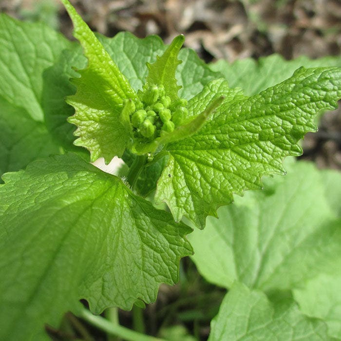 Neal's Yard Remedies | Pure Essence No.1 Frankincense