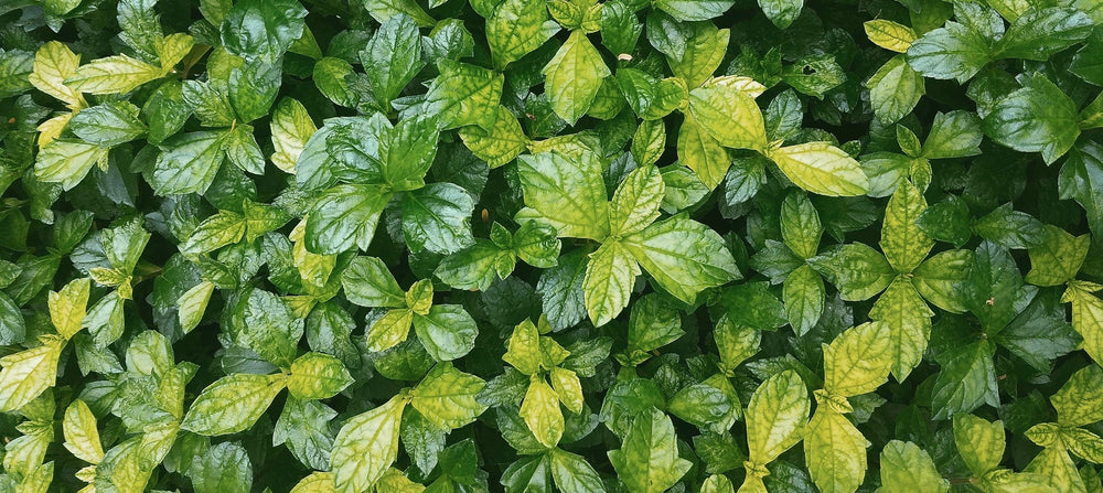 peppermint-oil-2238x1000.jpg