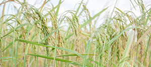 rice-2238x1000_ff4edca5-36c7-4e31-8603-08c6a6609389.jpg