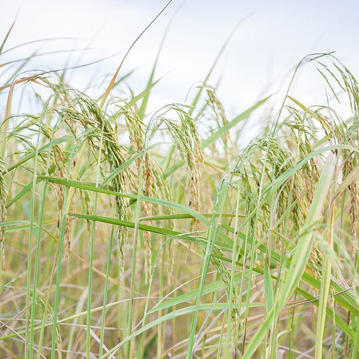 rice-700x700_77e8e3a9-a80d-4d27-954a-12108b1a71f8.jpg