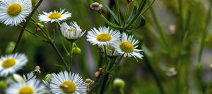 roman-chamomile-2238x1000_995bab24-a4e0-417d-b06d-f12e2d2be7a8.jpg