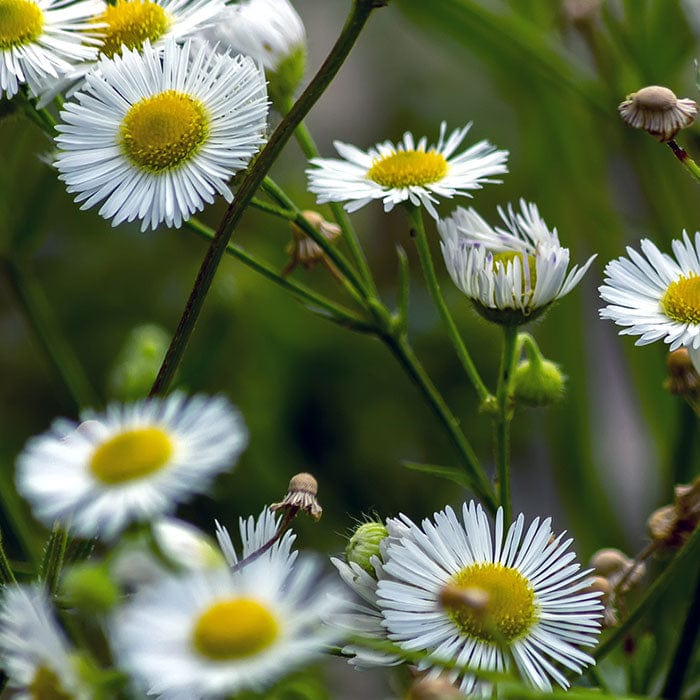roman-chamomile-700x700_b8926723-d9cd-412b-8564-c4e53ef58f90.jpg