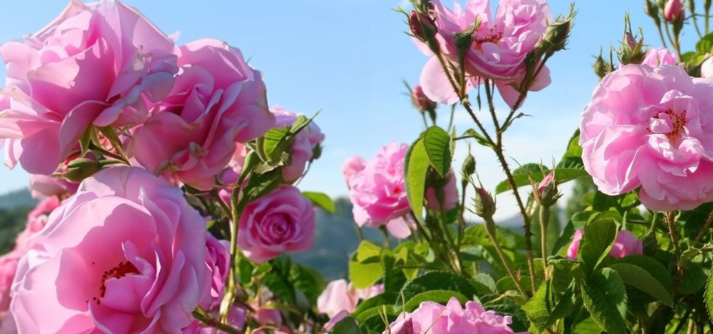 rose-1920x900_b7ba1831-624b-48c0-84ca-05c49530321f.jpg