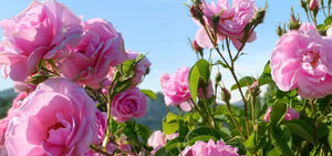 rose-1920x900_b7ba1831-624b-48c0-84ca-05c49530321f.jpg