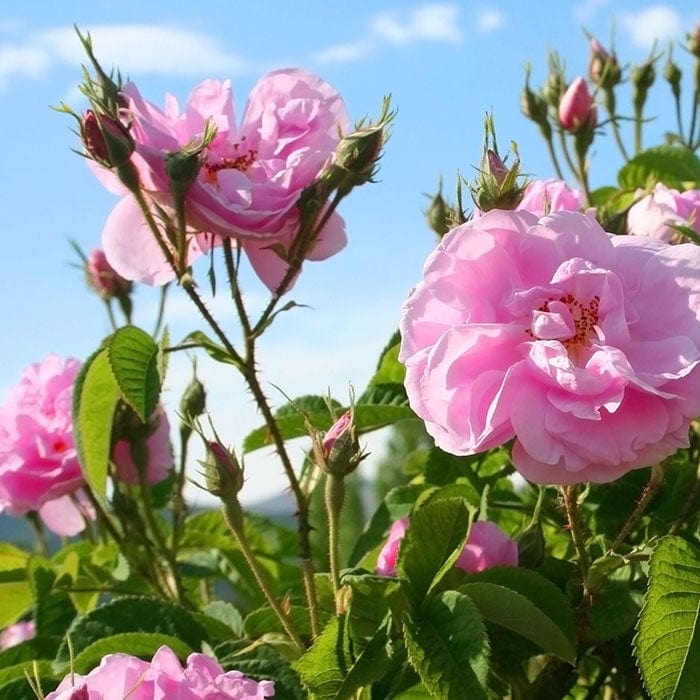 Wild Rose Beauty Balm Vegan 1.76 oz.