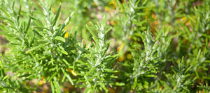 rosemary-2238x1000_117f457c-3490-4adf-aff5-973004957ceb.jpg