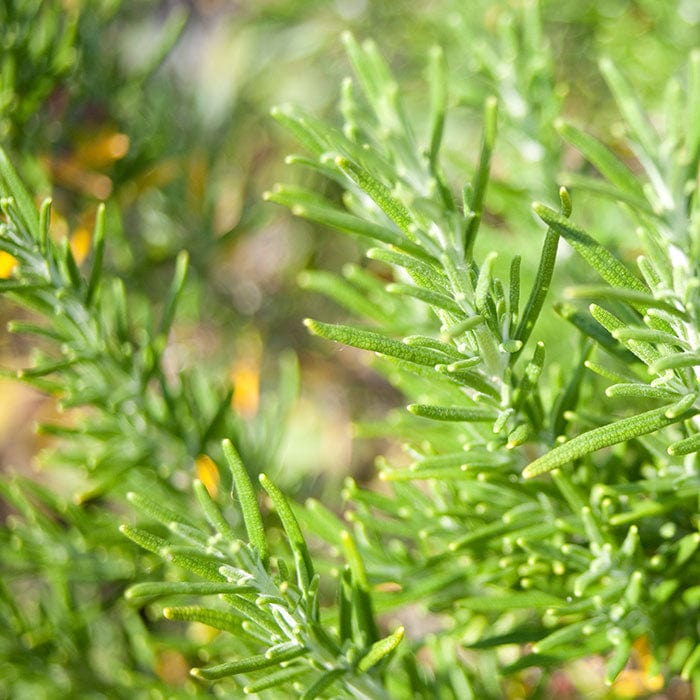 rosemary-700x700_b0c9264d-3594-46be-be0c-4f1dd85645f9.jpg