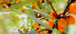 sea-buckthorn-2238x1000_feaf1458-d434-4fa6-9919-770f173bfd0d.jpg