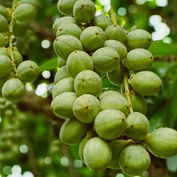 Neal's Yard Remedies | Frankincense Intense™ Age-Defying Cream