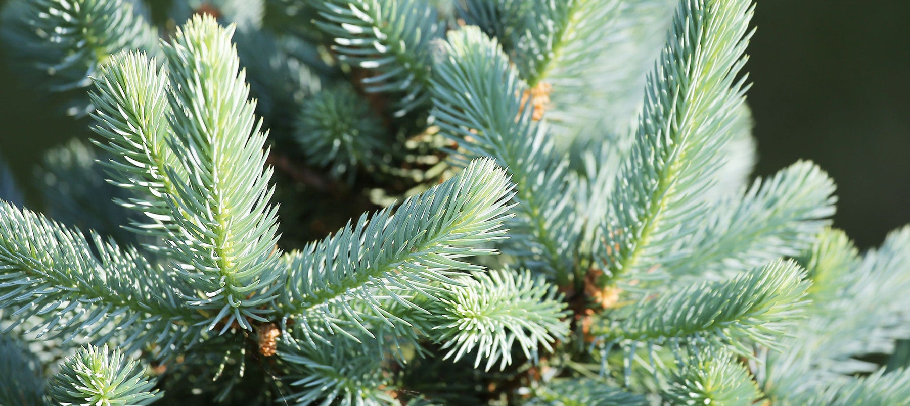 silver-fir-2238x1000_9ccfd742-7abd-44db-9632-c0d4f57c4b85.jpg