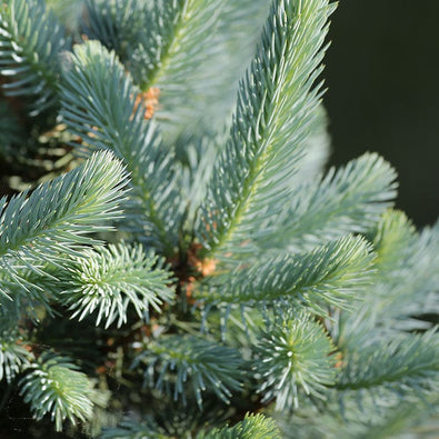 silver-fir-700x700_2f15f728-6187-4248-9f19-4b0c72cefc1a.jpg