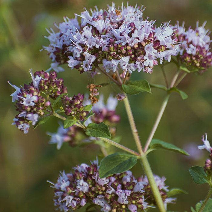 spanish-marjoram-700x700.jpg