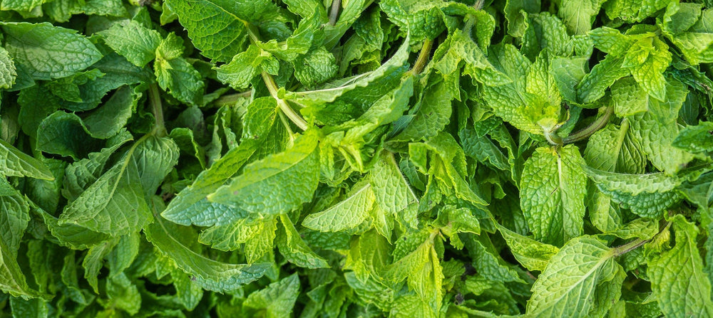 spearmint-leaf-oil-2238x1000.jpg