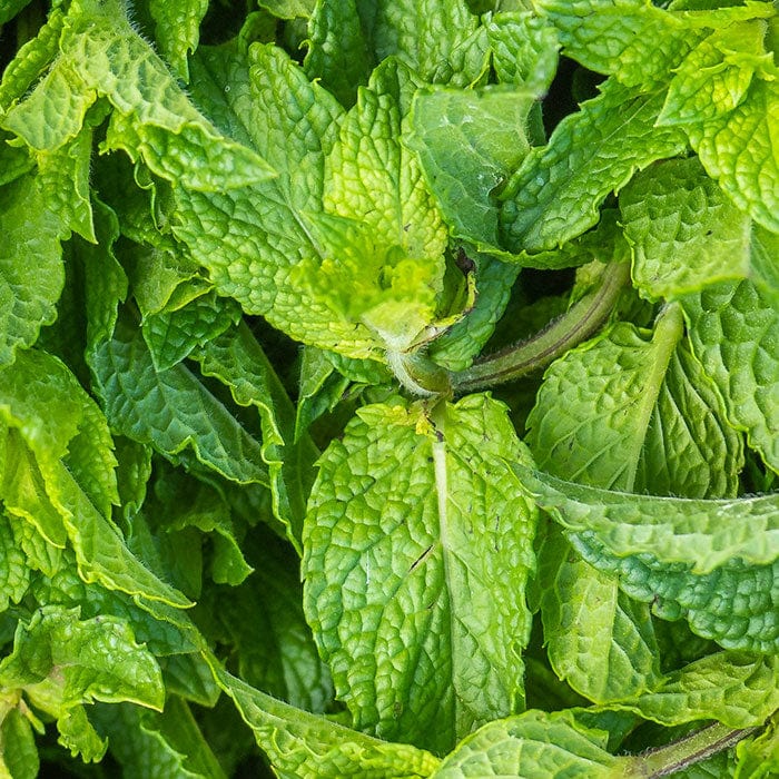 spearmint-leaf-oil-700x700.jpg