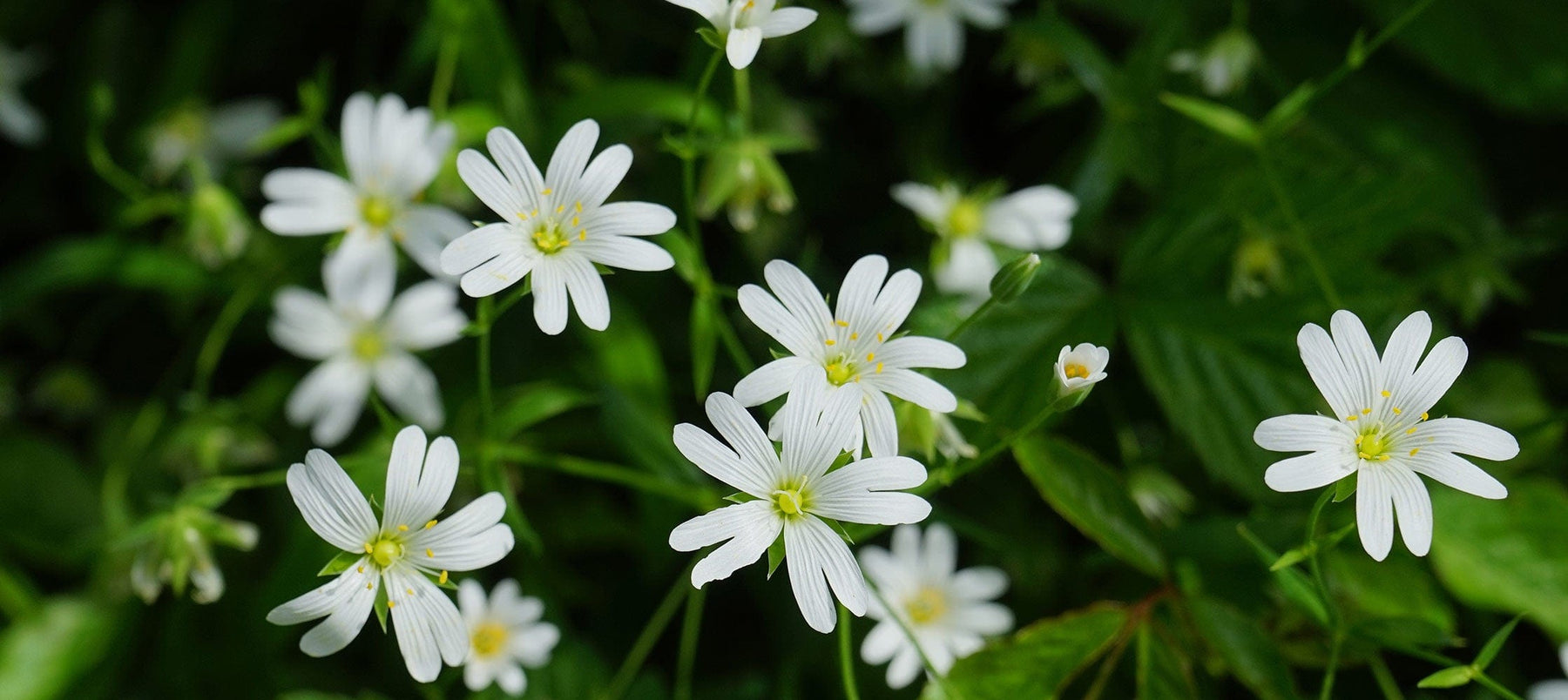stellaria-2238x1000-op_3c43d916-0193-43ef-98dd-15b2c117fa8e.jpg