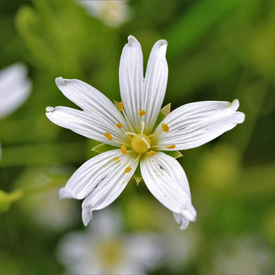 stellaria-700x700-op_8dd17a4a-4dc5-476e-8a3f-b8c654944ff8.jpg
