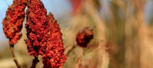 sumac-berry-wax-2238x1000_81ed1288-3def-43a4-a22c-4b860b04662a.jpg