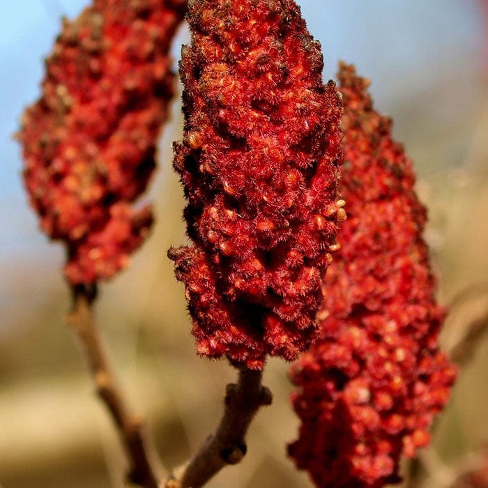 sumac-berry-wax-700x700_d04b3bbf-8d42-4f1b-bc5b-68c52a5e27e1.jpg