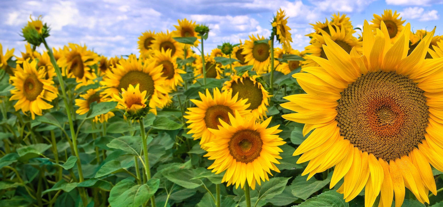 sunflower-1920x900_bf7545eb-23b5-413c-baf8-1a31e89bfd99.jpg