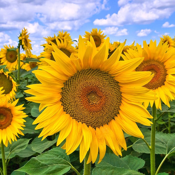 sunflower-700x700_cd3c7a21-4f60-475d-a72e-9d583d6b17a7.jpg