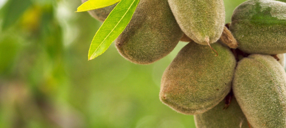 sweet-almond-oil-2238x1000.jpg