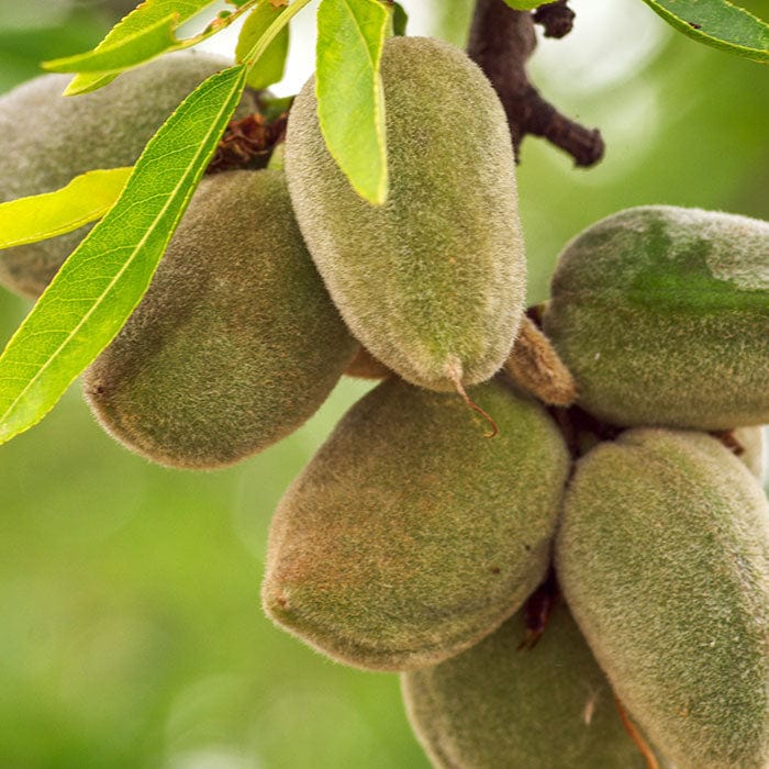 sweet-almond-oil-700x700.jpg
