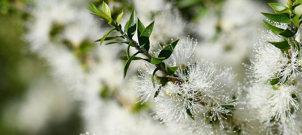teatree-oil-2238x1000_ddf833ea-a948-4f35-bd37-afc259a8fd57.jpg