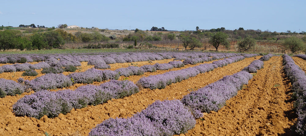 thyme-2238x1000_1a15edad-4670-4418-bdd3-1c7098792bae.jpg