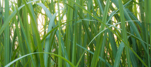 vetiver-essential-oil-2238x1000_59130933-adc8-41e4-81bb-fec3cdde6c32.jpg