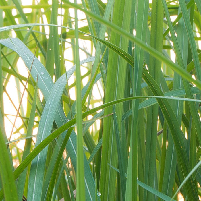 vetiver-ssential-oil-700x700_0b9fed70-97f9-4859-928a-b3a4df0fbb86.jpg
