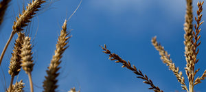 wheatgerm-2238x1000_9fcaf7ce-0a2e-4712-8a15-b1b8a7b8f79d.jpg