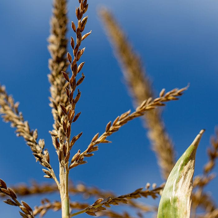 wheatgerm-700x700_e97be0a3-c870-412a-917e-4ff747e540fb.jpg