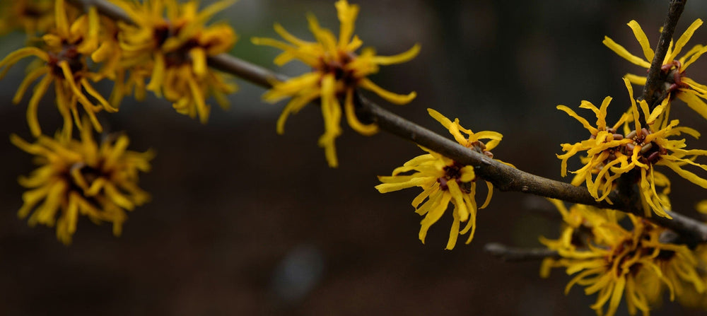 witch-hazel-2238x1000_774d0c13-2192-474d-b5dd-362f2cd8b541.jpg