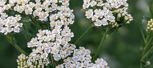 yarrow-flower-extract-2238x1000.jpg