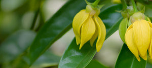 ylang-ylang-essential-oil-2238x1000_2a01eaeb-6502-434a-bd4b-a55369549935.jpg